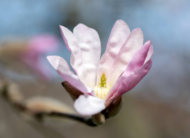 Purple magnolias flowers Purple magnolias flowers blossom on a spring time in the garden. Magnolia stock pictures, royalty-free photos & images