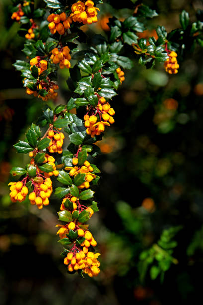 istock Berberis or barberry bush with orange flowers 1390282049