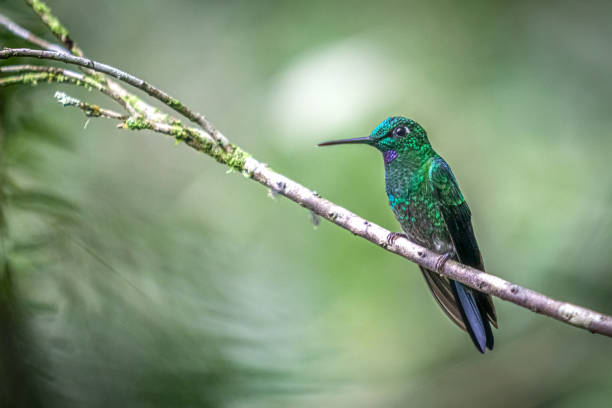 istock Brillant fer-de-lance (Heliodoxa jacula), green-crowned brilliant, Brillante Coroniverde. 1390283779