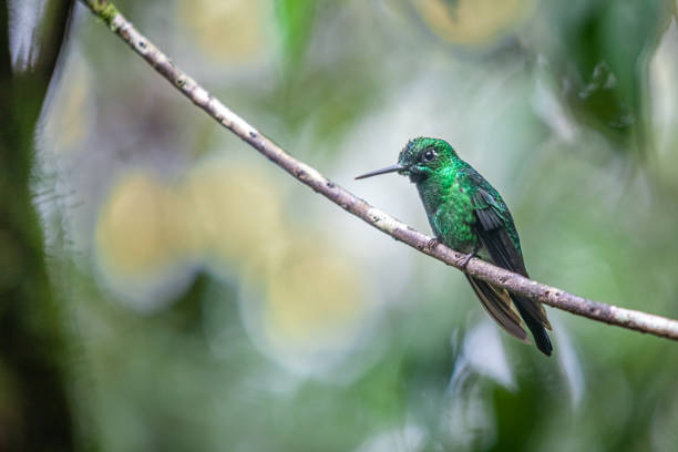 istock Brillant fer-de-lance (Heliodoxa jacula), green-crowned brilliant, Brillante Coroniverde. 1390283821