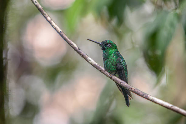 istock Brillant fer-de-lance (Heliodoxa jacula), green-crowned brilliant, Brillante Coroniverde. 1390283844