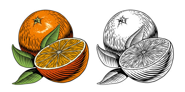 Orange and leaves, isolated on white background. Color and monochrome versions. Engraving or etching style vector illustration.