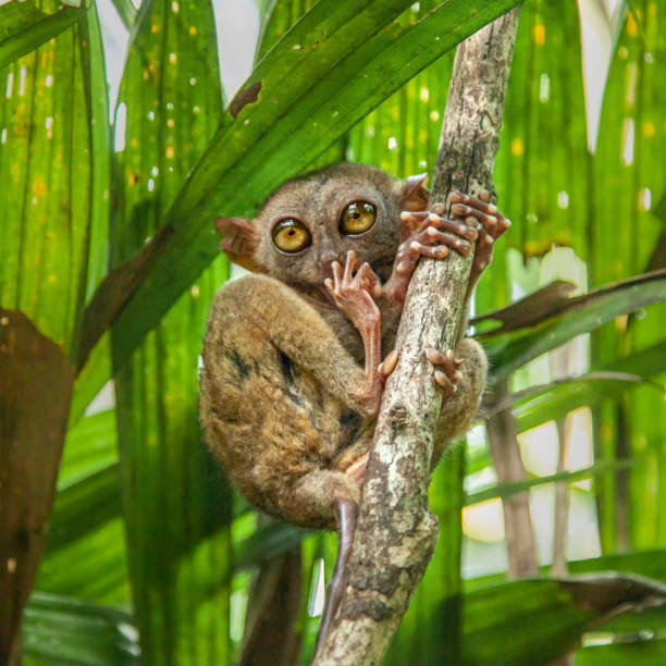 A very rare Tarsier seems very worried about the destruction of his habitat.