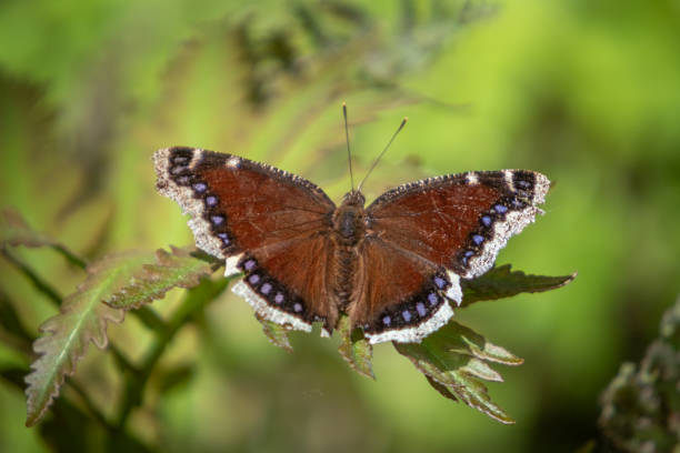 istock Papillon Morio, (Nymphalis antiopa), camberwell beauty. 1390284250