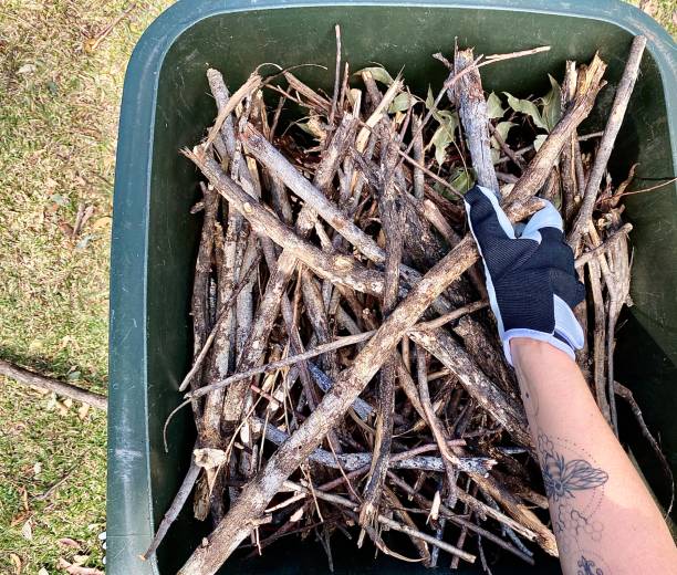 Branch Bin Collection In Yard stock photo