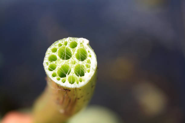 imagem de close-up da haste de lótus cortada no fundo azul escuro. - lotus root water lotus plant - fotografias e filmes do acervo