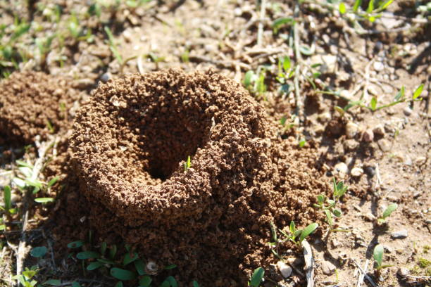 istock Ant's Hill with spherical cone consists of soil and sand digging from the ground. 1390286885