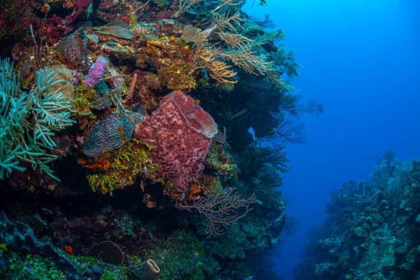 istock Caribbean coral garden 1390286971