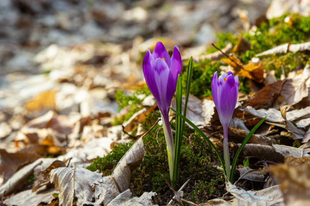 istock Close up of a woodland crocus, crocus tommasinianus, flower emerging into bloom 1390287008