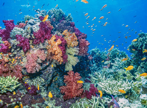 istock Coral reef South Pacific, Fiji 1390287048