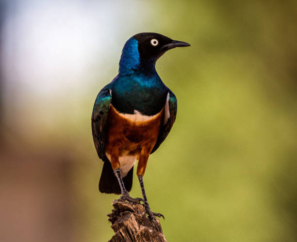 istock Tarangire Wildlife pictures 1390287248
