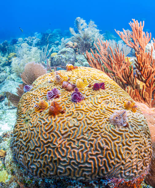 istock Caribbean coral garden 1390287254