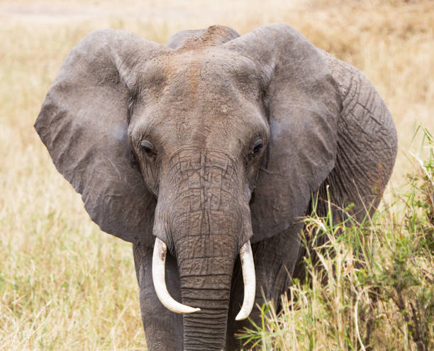 istock Tarangire Wildlife pictures 1390287292