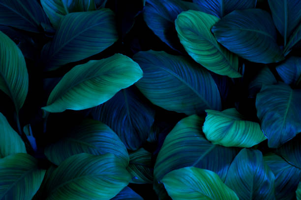 istock abstract green leaf texture, tropical leaf foliage nature dark green background 1390287337