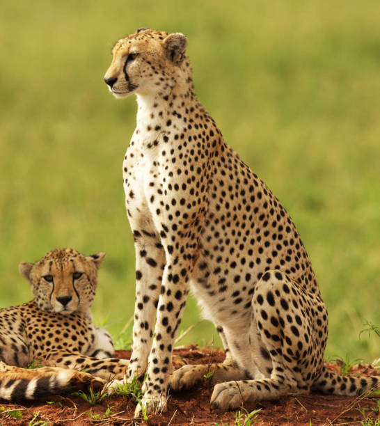 istock Tarangire Wildlife pictures 1390287340