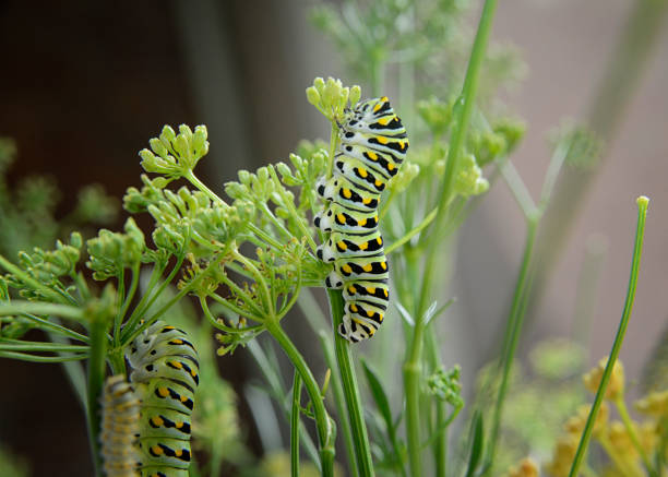 istock Black Swallowtail Caterpillars Feeding on Parsley Plant 1390288960