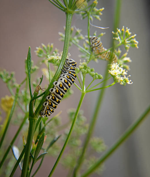 istock Young Black Swallowtail Caterpillars Feeding on Parsley Plant 1390289032