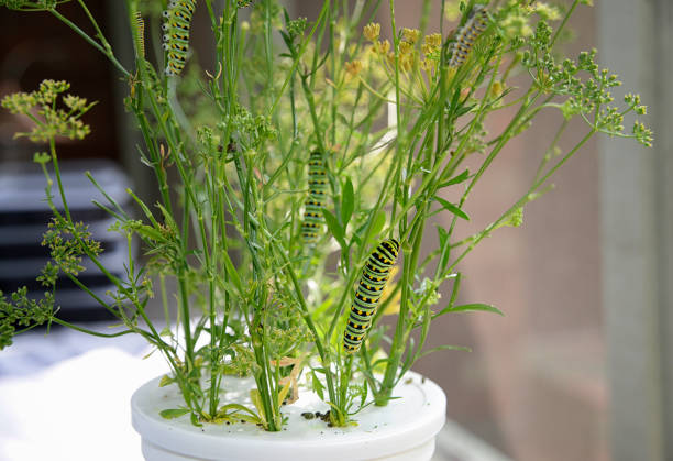 Black Swallowtail caterpillars feeding on parsley plant in a protective enclosure.