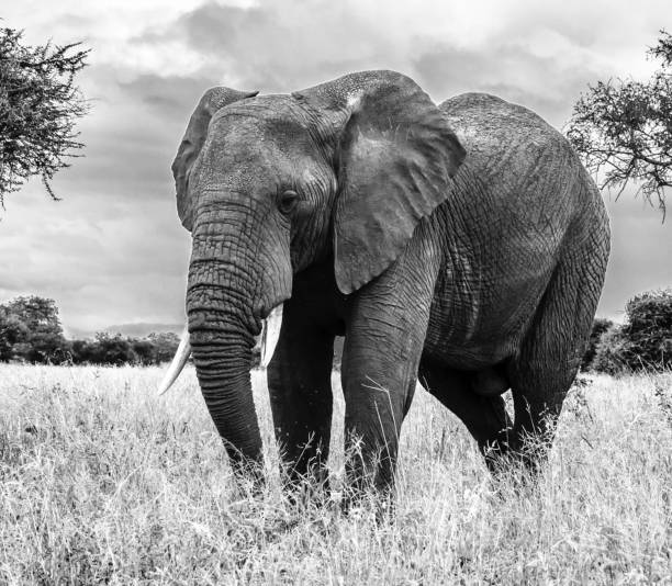 istock Tarangire Wildlife pictures 1390289111