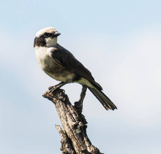 istock Tarangire Wildlife pictures 1390289757
