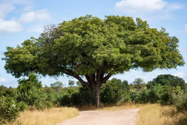 Magnificent marula tree Sclerocarya birrea with wide span, Kruger National Park, Mpumalanga, South Africa