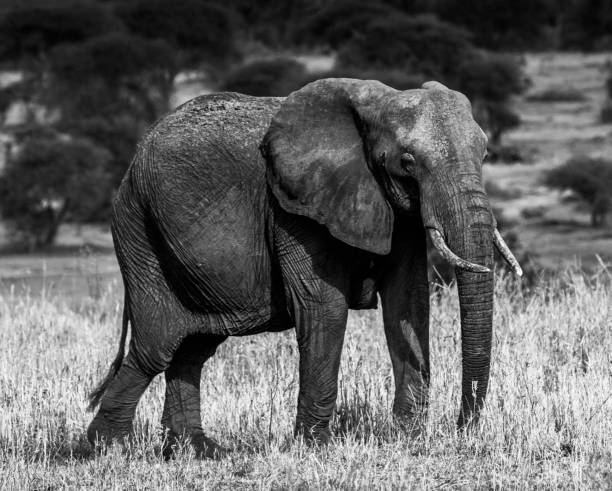 istock Tarangire Wildlife pictures 1390290286