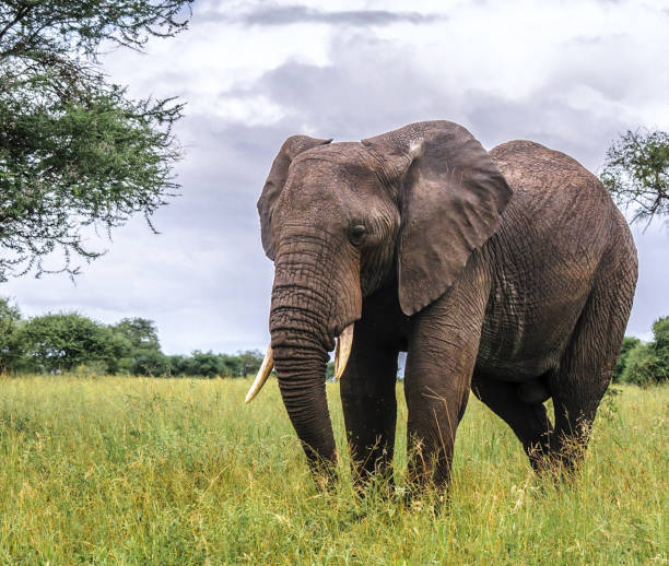 istock Tarangire Wildlife pictures 1390290309