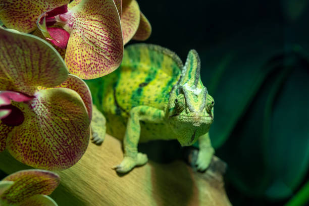 un caméléon voilé (chamaeleo calyptratus) en gros plan ou caméléon à tête de cône et caméléon du yémen s’avançant - yemen chameleon photos et images de collection