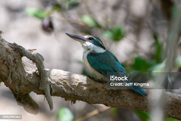 Arabian Collared Kingfisher Or Whitecollared Kingfisher Or Mangrove Kingfisher Close Up In Kalba United Arab Emirates Stock Photo - Download Image Now
