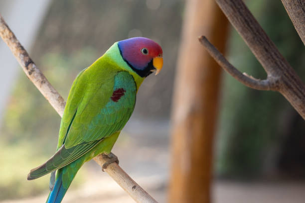 istock A plum-headed parakeet (Psittacula cyanocephala) perched close up in the Indian subcontinent 1390290413