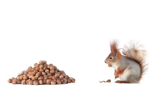 squirrel sneaks up on nuts to eat isolated on white background