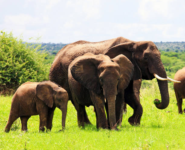 istock Beautiful Tarangire Wildlife pictures 1390292425