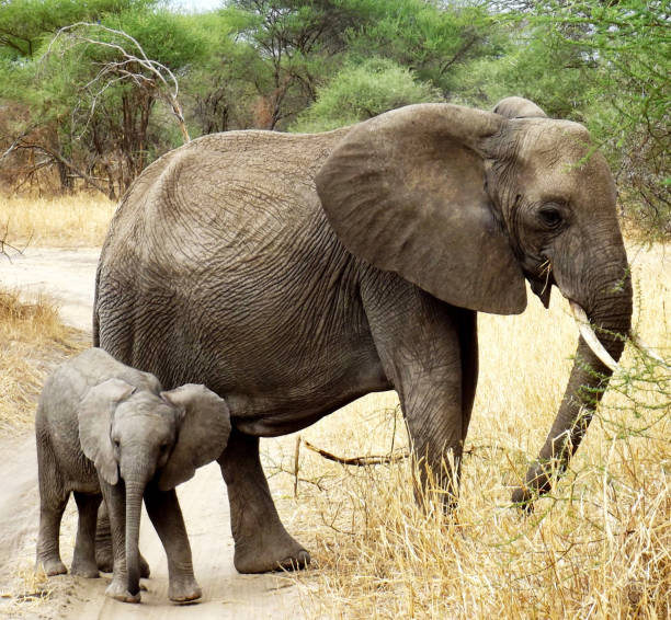 istock Beautiful Tarangire Wildlife pictures 1390292474