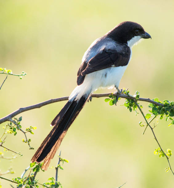 istock Beautiful Tarangire Wildlife pictures 1390293063