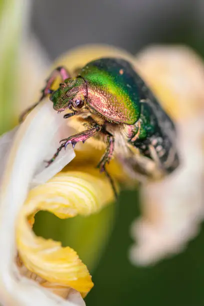 Cetonia aurata, called the rose chafer or the green rose chafer