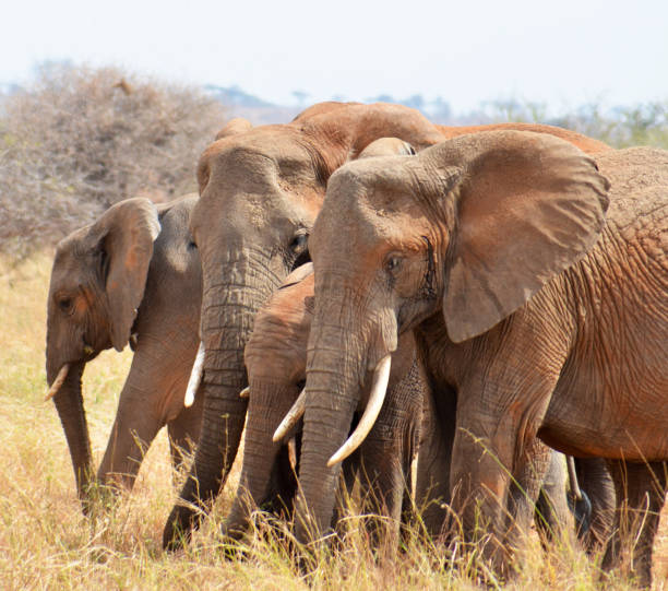 istock Beautiful Tarangire Wildlife pictures 1390293966
