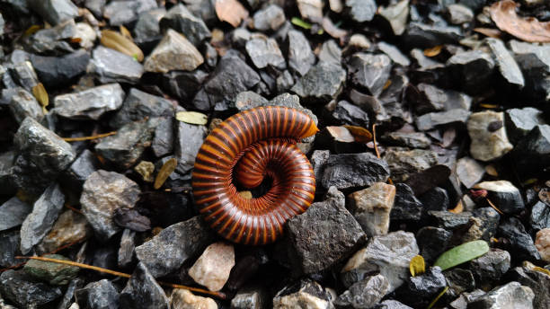 Millipedes are an order of invertebrates belonging to the phylum Arthropoda Millipedes are an order of invertebrates belonging to the phylum Arthropoda, class Myriapoda. Diplopoda. Circular form. on the rock myriapoda stock pictures, royalty-free photos & images