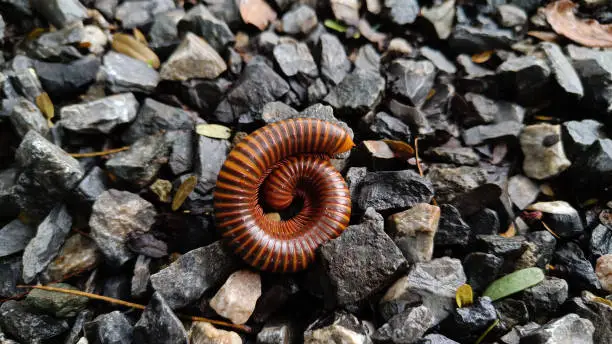 Photo of Millipedes are an order of invertebrates belonging to the phylum Arthropoda