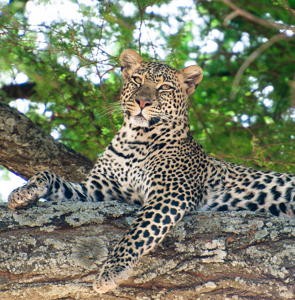 istock Beautiful Tarangire Wildlife pictures 1390295004