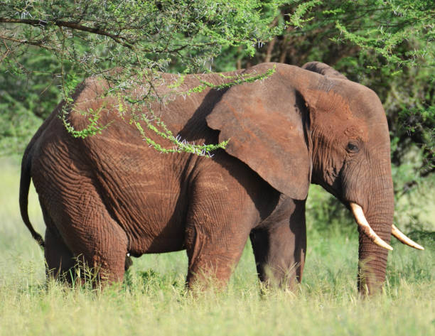 istock Beautiful Tarangire Wildlife pictures 1390295121