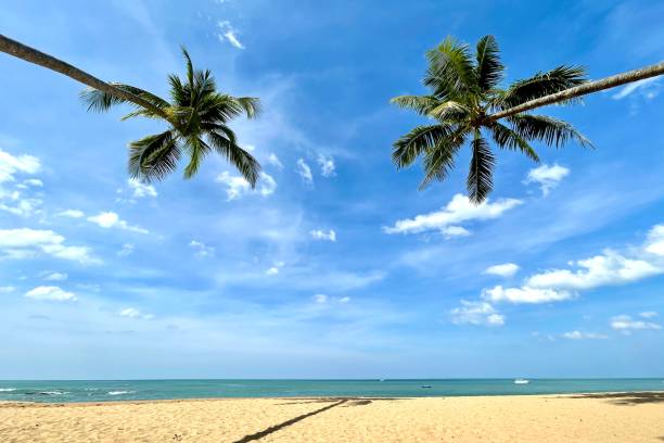 istock Coconut palm trees on  beach in blue sky 1390295295
