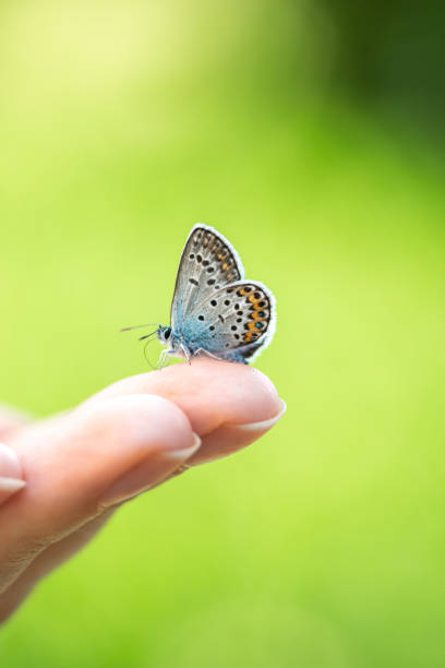 istock Blue butterfly sitting on womans hand 1390297119