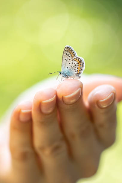istock Blue butterfly sitting on womans hand 1390297120