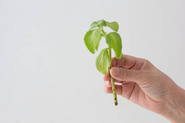 istock Mint cutting rotted in hand on white background 1390297127