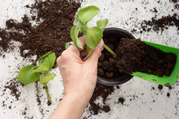 esquejes de menta enraizados a mano sobre fondo blanco - plantar en maceta fotografías e imágenes de stock