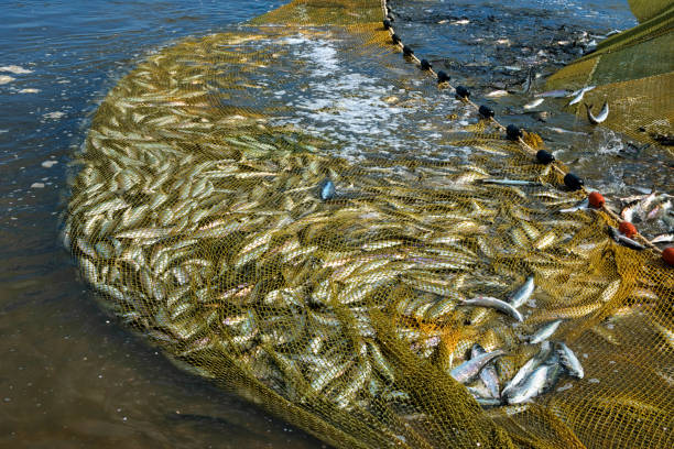 istock Fishing net with a fresh catch of the pacific herring ( Clupea pallasii ). 1390297459