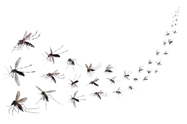 Flying mosquitoes isolated on white background stock photo