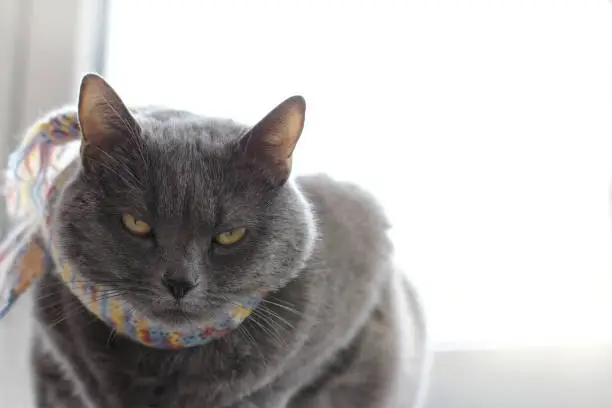 a gray cat with a knitted scarf tied around his neck