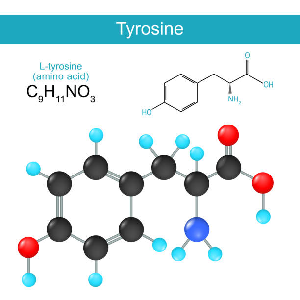tyrosine. Structural chemical formula tyrosine. Structural chemical formula of a L-Tyrosine. Skeletal formula of a Standard amino acid. Alkaptonuria. Vector illustration tyrosine stock illustrations