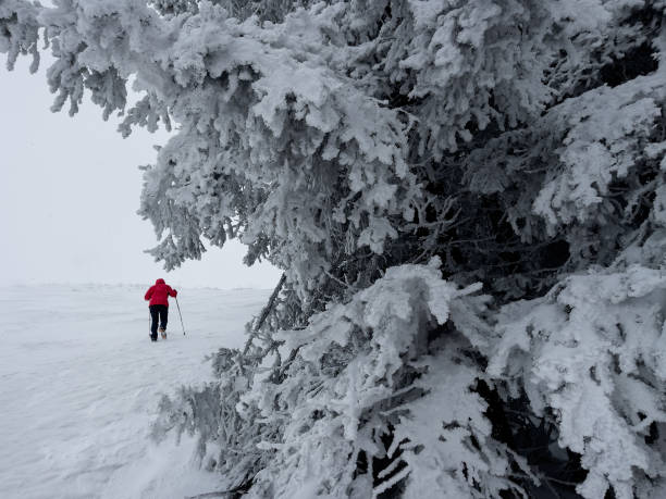 istock Lonely mountaineer dressed bright red softshell jacket going up the snowy hill between spruces trees.  Active people concept image on Velky Krivan, SLovakian Tatry. 1390302037